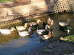 Enten
