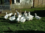 Gänse