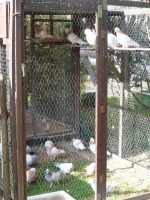 K1600_Hasen29.10.2011 017.JPG